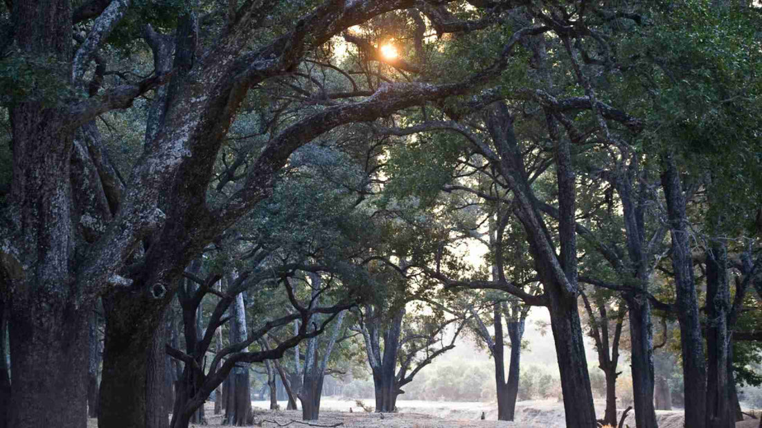 Pourquoi l'arbre d'ébène est-il appelé "arbre à un million de dollars" ?
